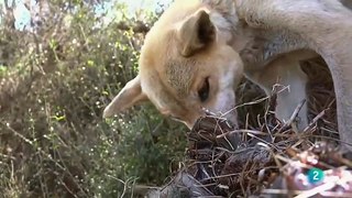 Grandes documentales - La vida secreta del demonio de Tasmania_ Un demonio en la tierra