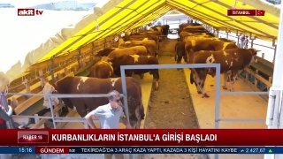 Kurbanlıkların İstanbul'a girişi başladı