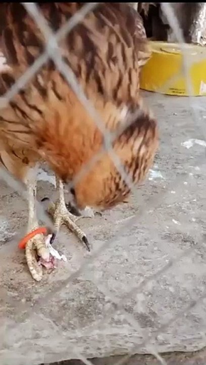 eagle_very_Angry_to_see_meat_Attack_from_meats(360p)