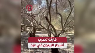 كارثة تضرب أشجار الزيتون في غزة