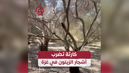 كارثة تضرب أشجار الزيتون في غزة