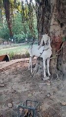 Goat Enjoying in D Ground Park Faisalabad