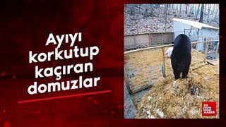 Ayıyı korkutup kaçıran domuzlar