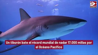 Un tiburón bate el récord mundial de nadar 17.000 millas por el Océano Pacífico