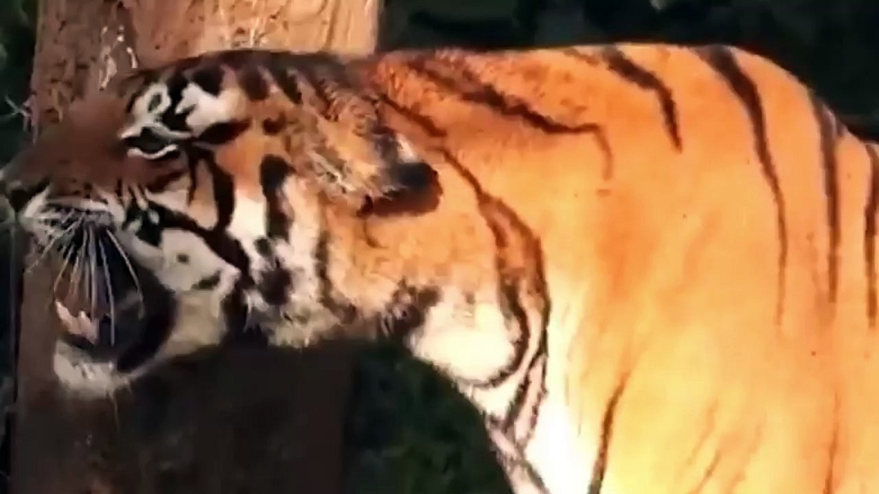 Rare Tiger Attack