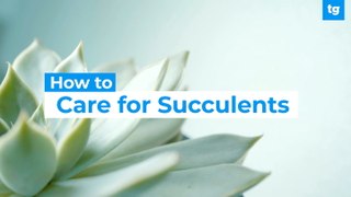 How To Care For Succulents