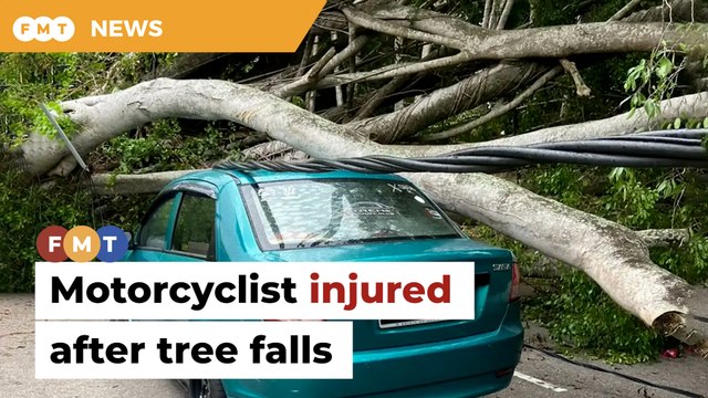 Motorcyclist injured as tree falls on car