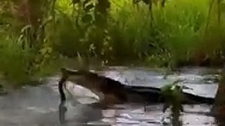 Jacaré e sucuri são flagrados brigando em rio do Pantanal de MT