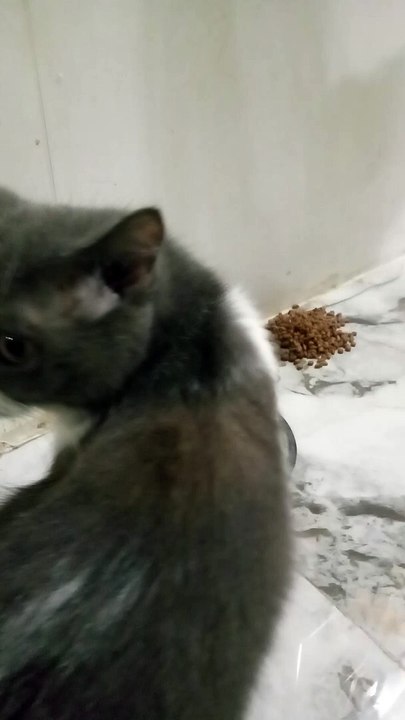 silent cat 7