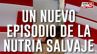 Un nuevo episodio de la nutria salvaje: ahora arremetió contra un caniche por un pedazo de carne