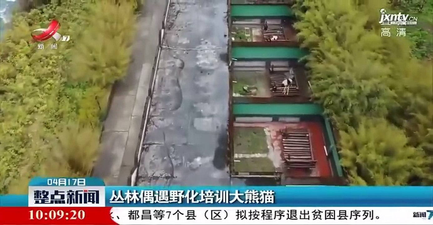 四川：丛林偶遇野化培... - @GogatsuxxxTofu 的视频 - 视频 - 微博