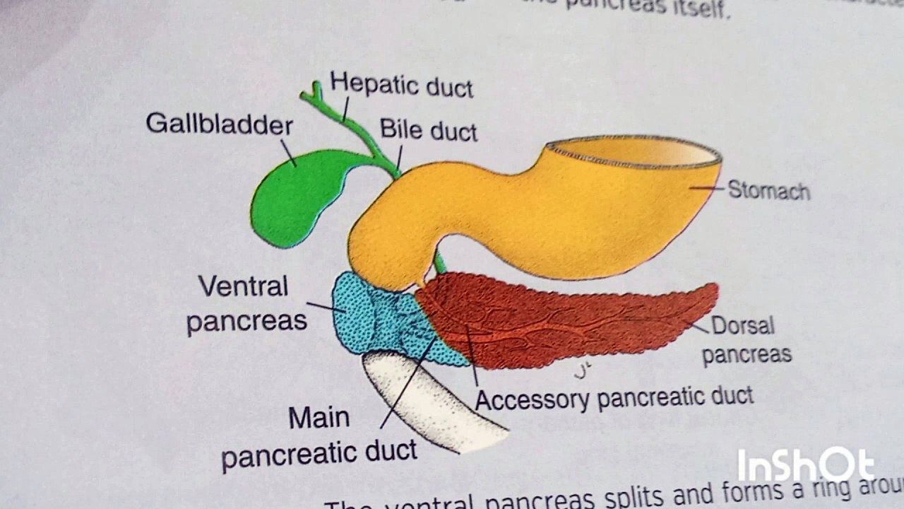 Learn human development/Special embryology video Dailymotion