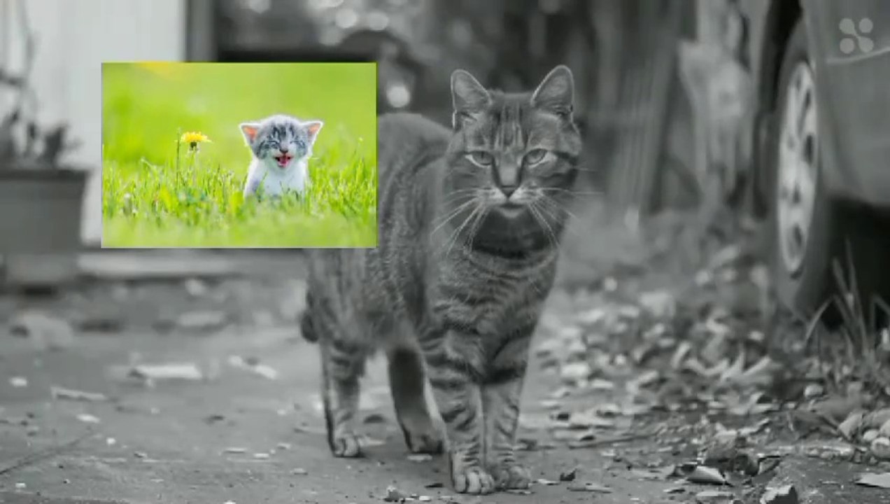 5 Interesting facts about Cats // Cats Facts