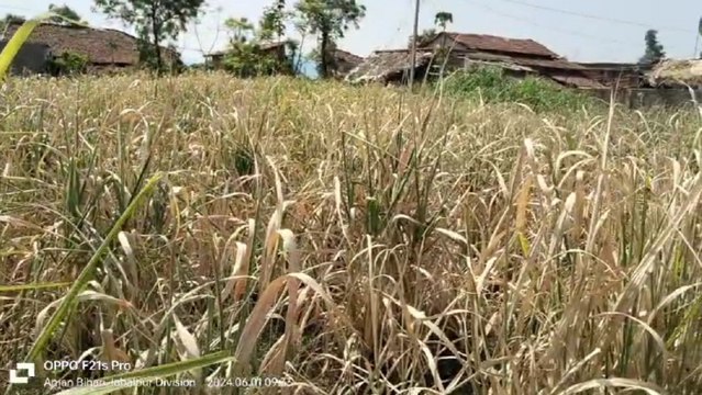 पानी की कमी, गन्ने की फसल सूखी