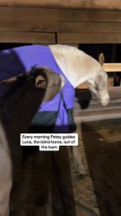 A rainy morning with Petey, Luna, and Denny! #Peteytheseeingeyedonkey