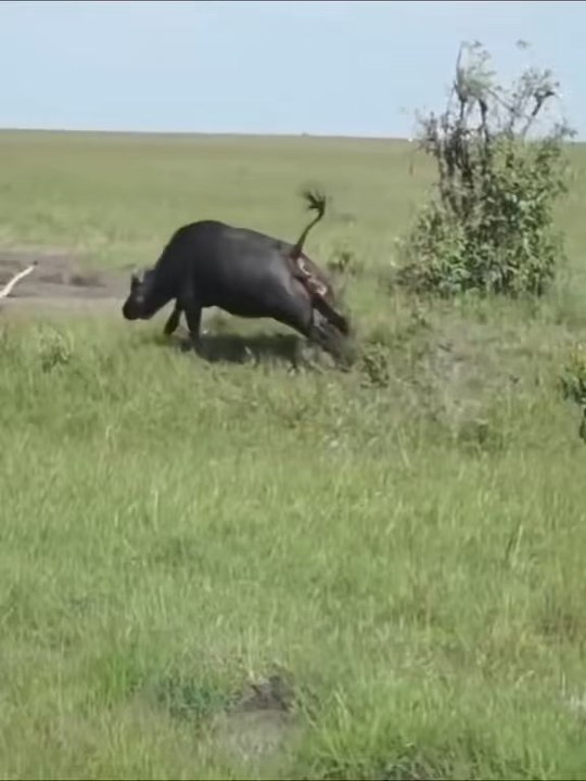 Here's my latest video
