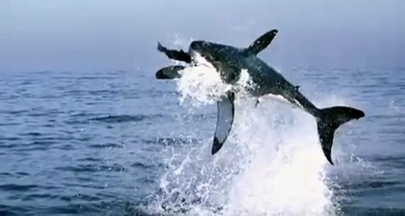 requin