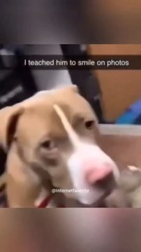 面白いペットの動画 今まで面白かったペット 面白いペット 面白いペット ライフペット