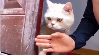 Funny Pets Videos Ever Been Funny Funny Pets Life Pets Pet Funny Pets Memes