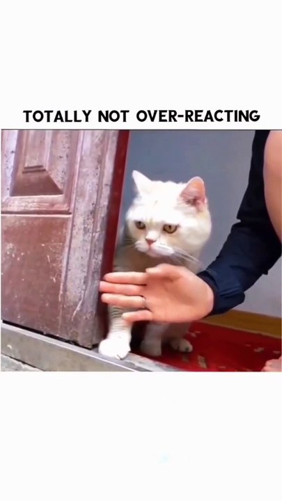 面白いペットの動画 今まで面白かったペット 面白いペットの生活 ペット ペット 面白いペットのミーム