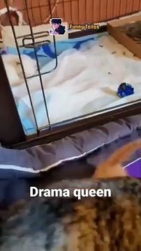 面白いペット動画 面白いペット 猫 面白いペットの生活 ペット