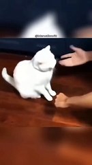 史上最も面白いペット動画