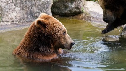 Bears, Bear, Brown Furry.