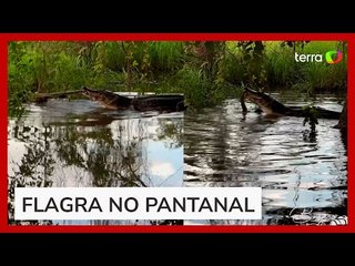 Fotógrafo flagra jacaré e sucuri em embate no Pantanal; batalha teria durado 2 horas