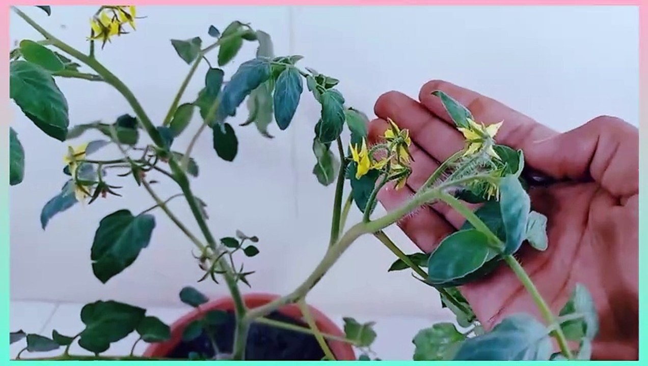 Tomatoes will immediately grow, will not get sick and will give a big harvest