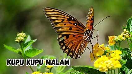 Lagu Kupu Kupu Malam _ DJ Remix