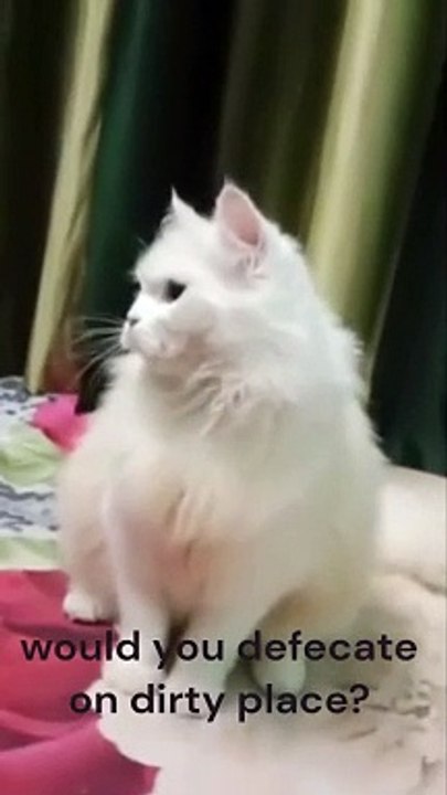 Naughty white Cat getting scolded - Cutest Cat -  furry white Cat -#Catvideos #Cat #Catshorts #whiteCat #furryCat