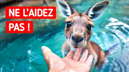 Ne Secourez Jamais Un Kangourou Tombé Dans L'Eau Si Vous Voulez Rester En Sécurité
