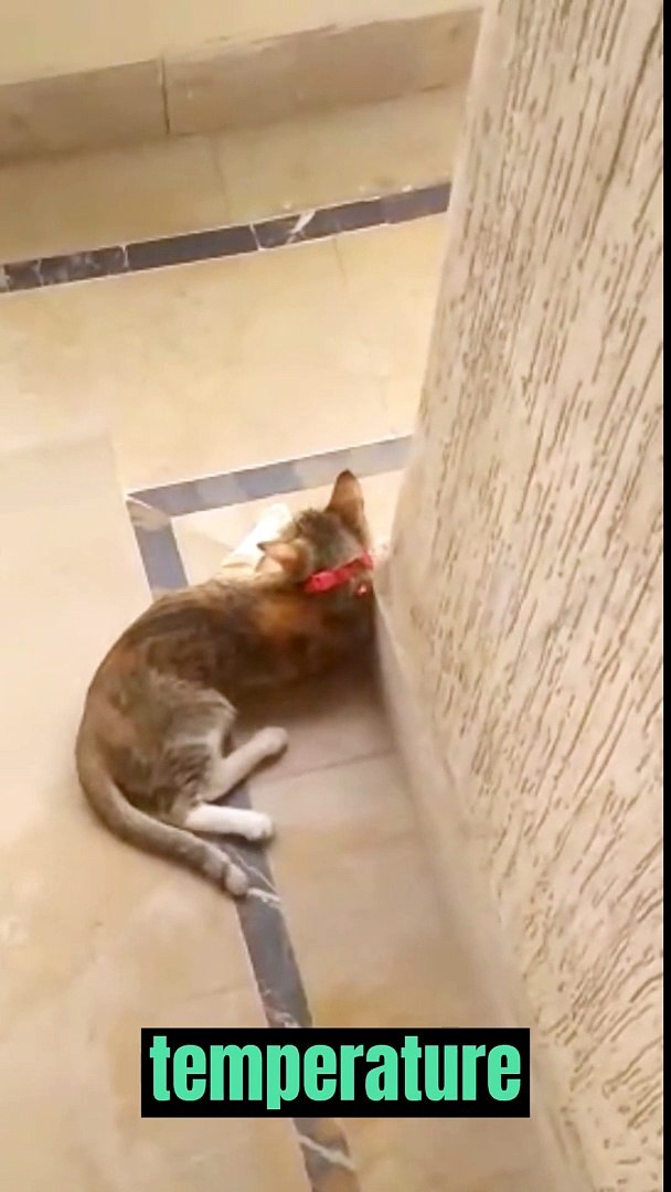 ⁣Happy Cat in a Balcony - Cat Video - Cute Cat - Funny Cat #Catvideo #Catshorts #Cat