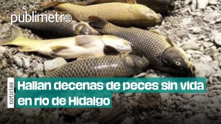 ¿Qué provocó la muerte de decenas de peces en río de la huasteca hidalguense?