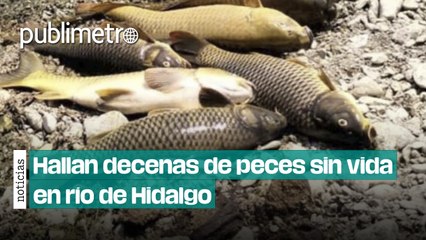 ¿Qué provocó la muerte de decenas de peces en río de la huasteca hidalguense?