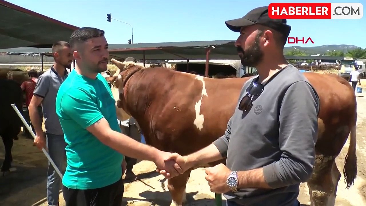 Tamı tamına 1,5 ton! 'Toros Kaplanı' isimli boğ...