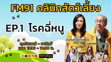 โรคฉี่หนู EP.1 : FM91 คลินิกสัตว์เลี้ยง : 1 มิถุนายน 2567