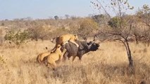 Animal Fighting video | Very Interesting and amazing animals fighting video | Animals fighting video.