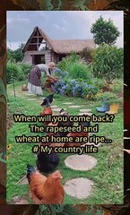 When will you be back? The rapeseed and wheat at home have matured# My Rural Life