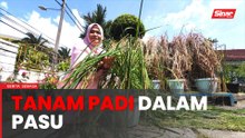 Suri rumah tanam padi dalam pasu