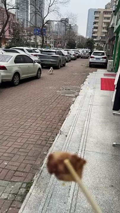 Dog Funny Walking Style 