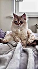 Beautiful cat with blue eyes 