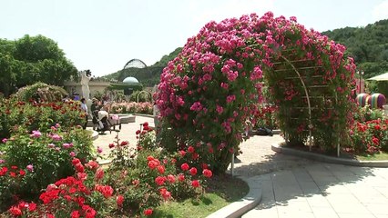 '꽃밭 가득 빨강·노랑'...3백만 송이 장미 만발 / YTN