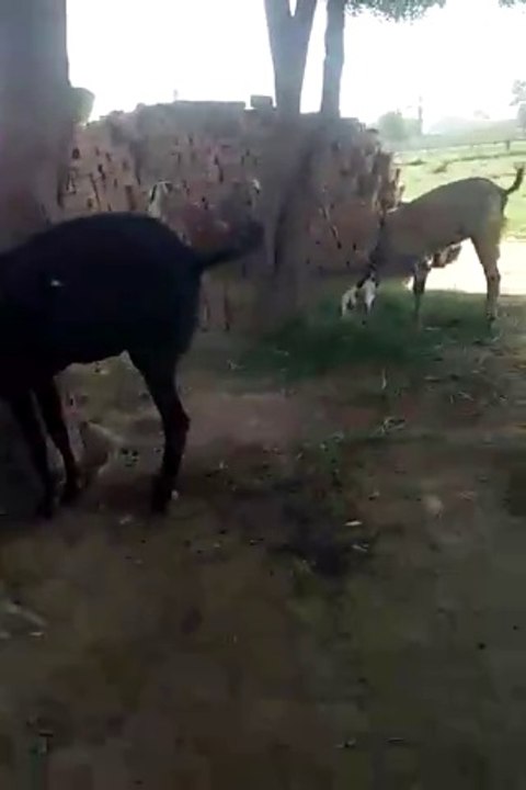 VID20240602084914