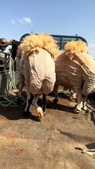 Sardi ka Mosam or animals#Trending️ #dailymotion