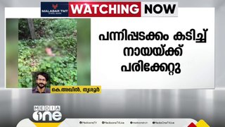 തൃശൂർ കൊടകര മറ്റത്തൂരിൽ പന്നിപ്പടക്കം കടിച്ച് നായക്ക് ഗുരുതരപരിക്കേറ്റു