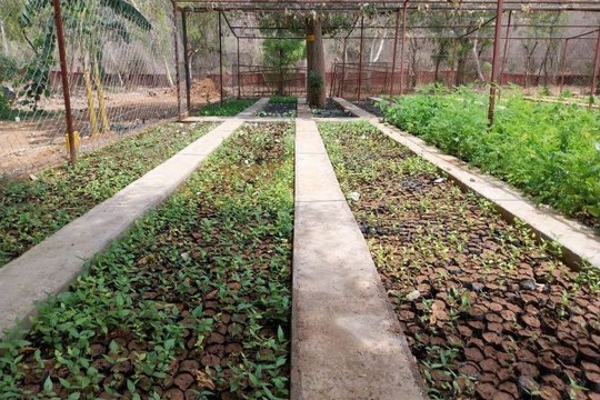 गर्मी के बीच सुकून देने के लिए ‘हरियाली’ की तैयारी