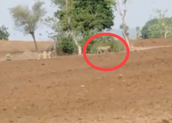 तेंदुए के हमले का लाइव वीडियो