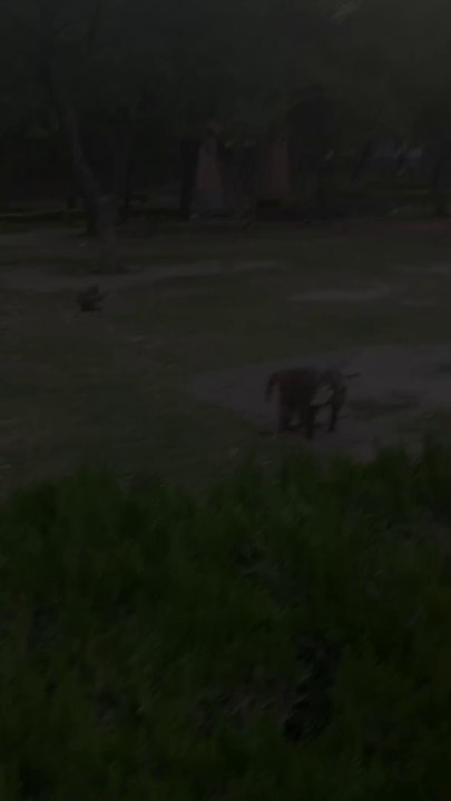 Hungry Monkey