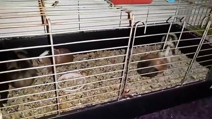 guinea pig complaing